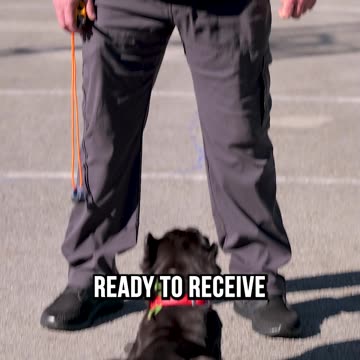 When Your Puppy Is in It to Win It