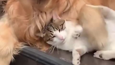 very friendly dog and cat