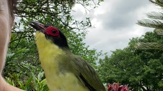 Figgy the wild Fig Bird