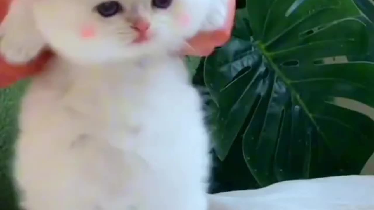 Cute kitten stock footage