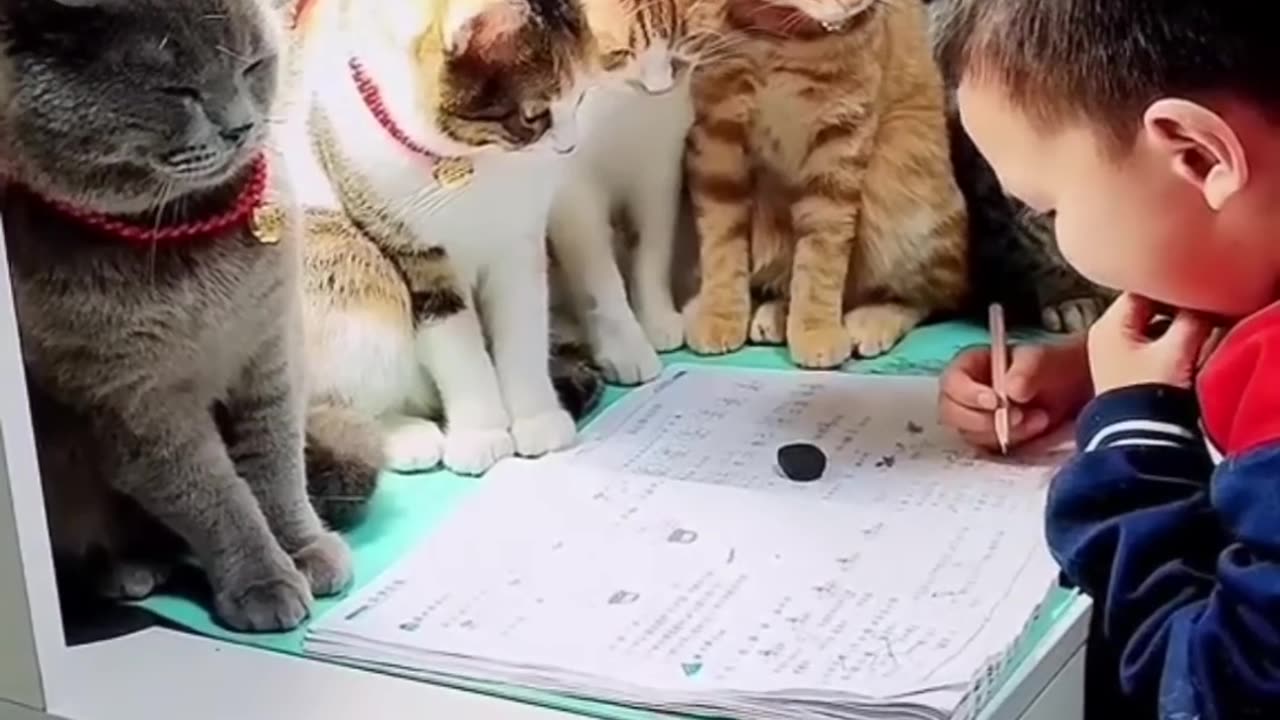 Funny cat