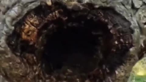 POV inside a 40 yr. Old Bee Hive