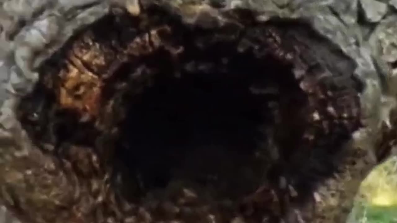 POV inside a 40 yr. Old Bee Hive