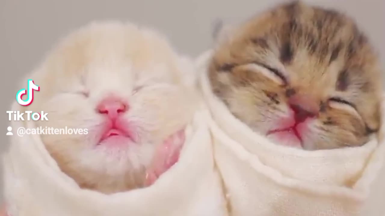 First day kittens