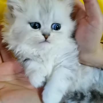 NEKO🤗 SO CUTE #neko #funny #cat #kitten #meow