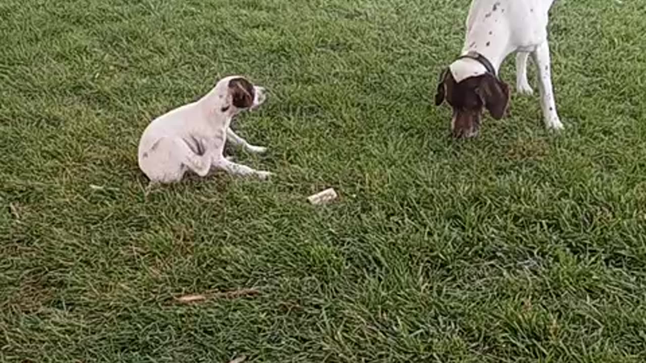 More playing rowdy and jill