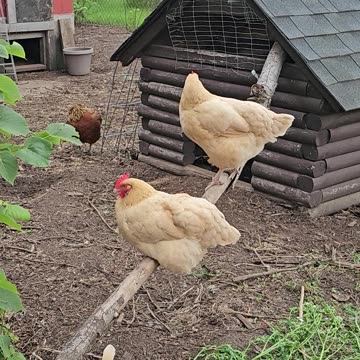 OMC! Chickens jumping up to their perch and also jumping down!