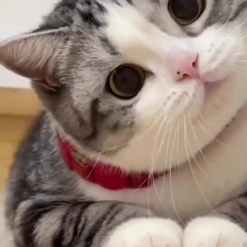 Funny cats / dogs - Funny animals #Rumble #tshorts