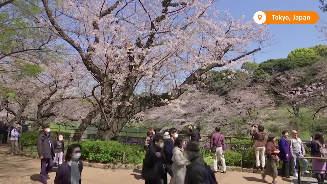 Japan's cherry blossom blooms in early spring