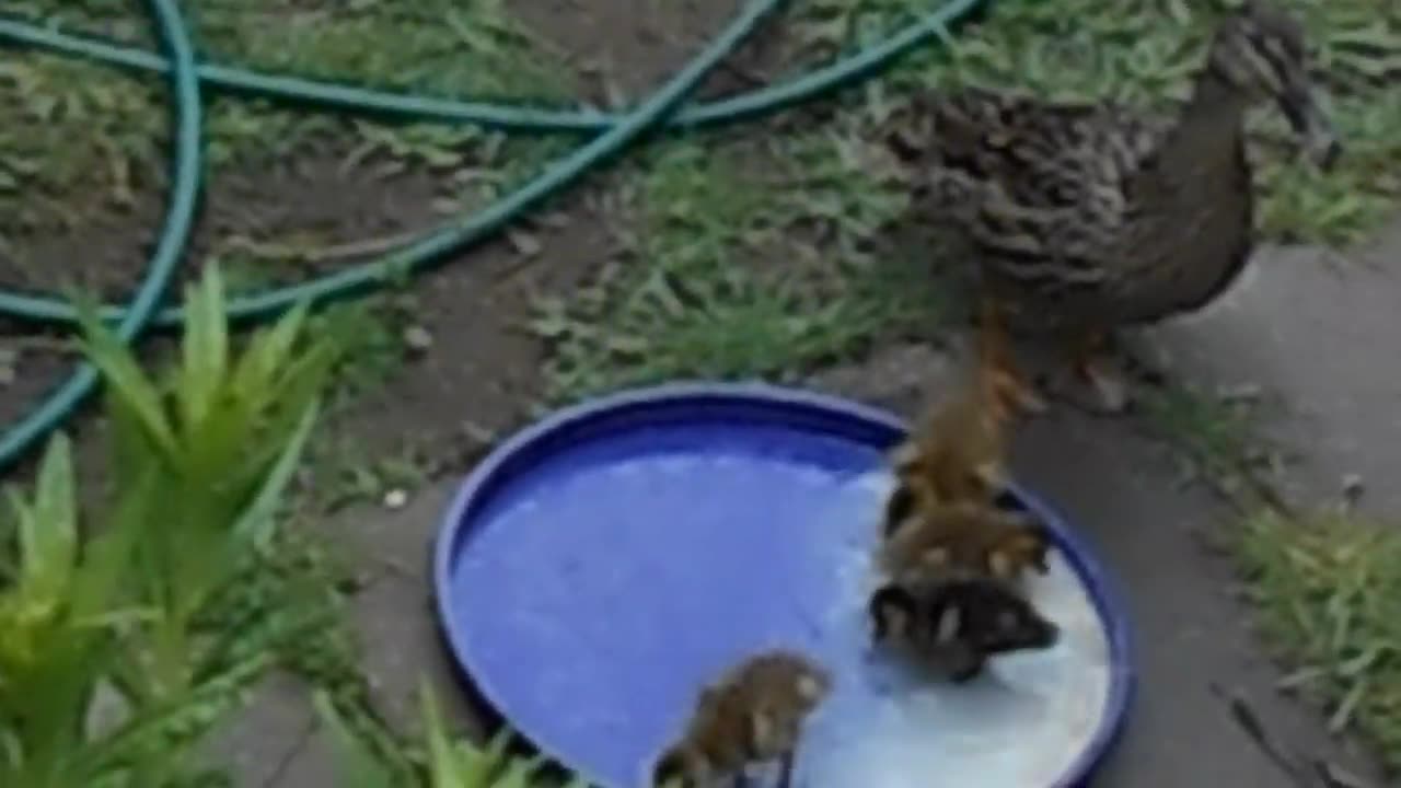 48) Cornmeal Eating Ducklings and Two Tabbies were part of our household