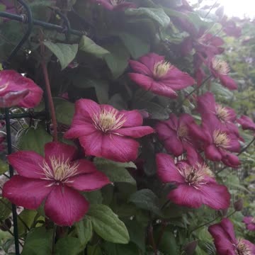 Clematis season