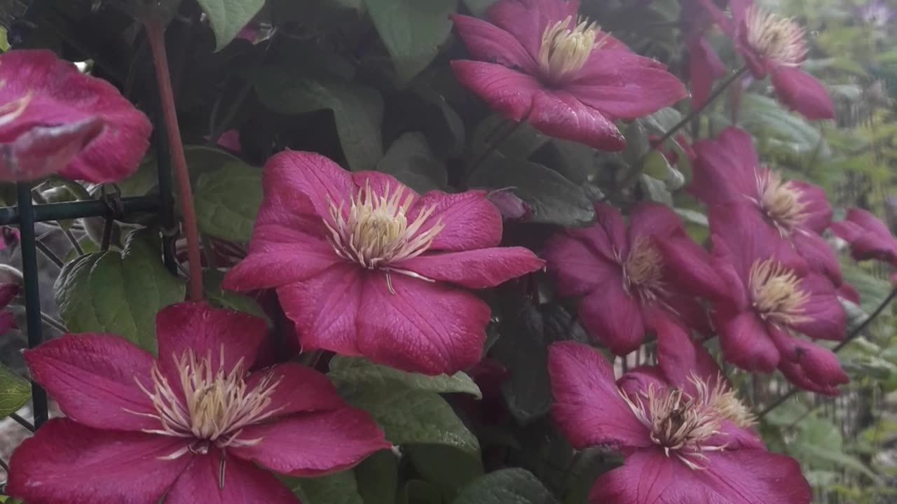 Clematis season