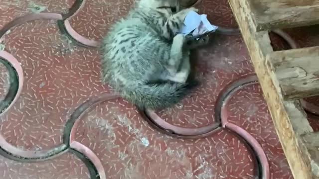 Kitten Playing With Paper Ball