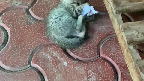 Kitten Playing With Paper Ball