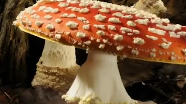 timelapse of mushroom growth in tropical forests until harvest age