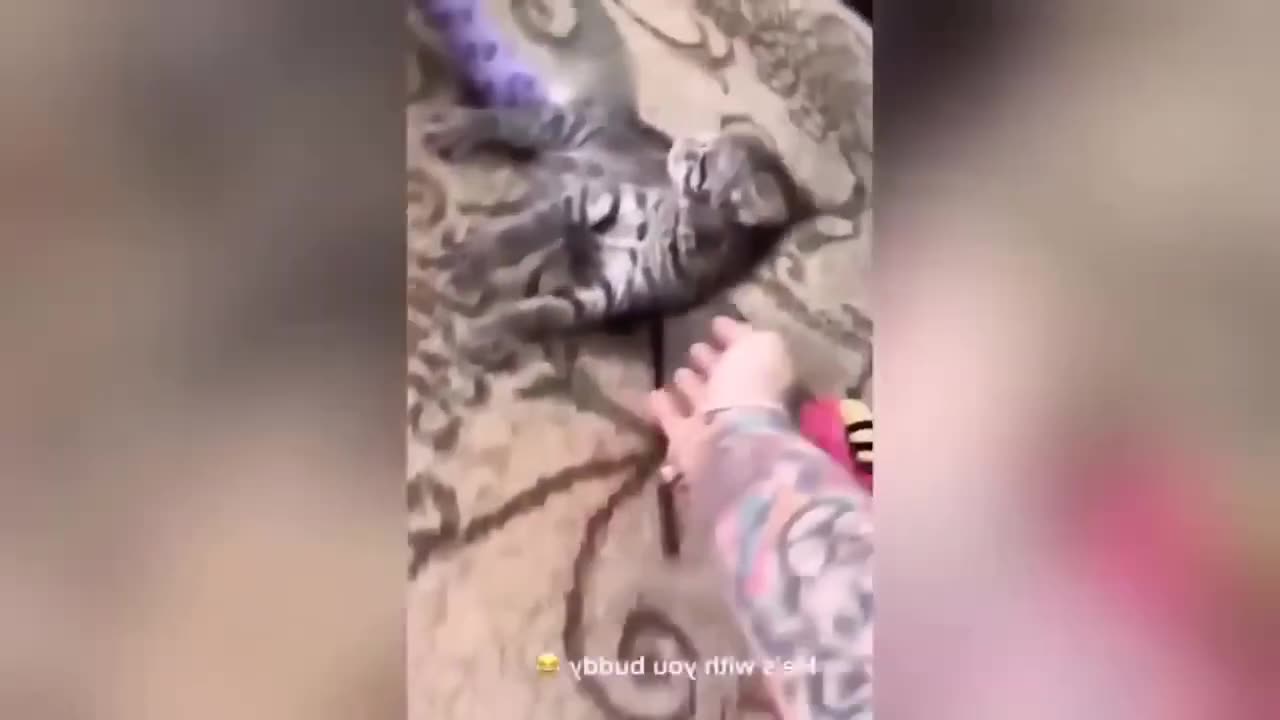 Funniest Animals 2023 🐶🐱 | Funny Cats and Dogs - Funny Animal Videos 2023