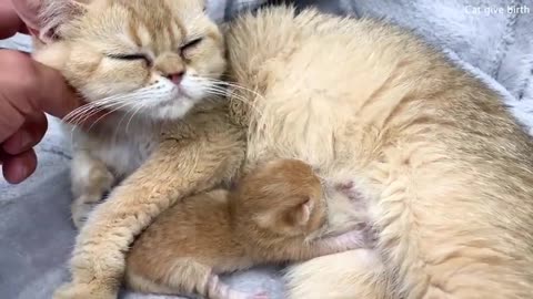 Golden newborn kitten meows loudly and calls mom cat to feed him