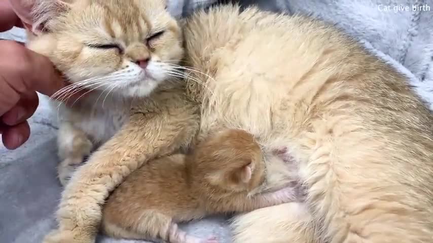 Golden newborn kitten meows loudly and calls mom cat to feed him