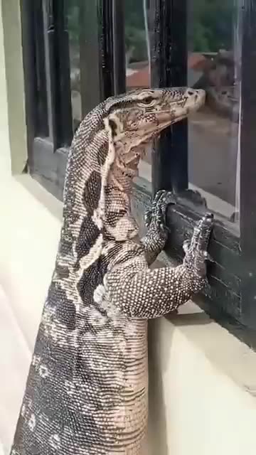 We all know nosey neighbours but this is ridiculous