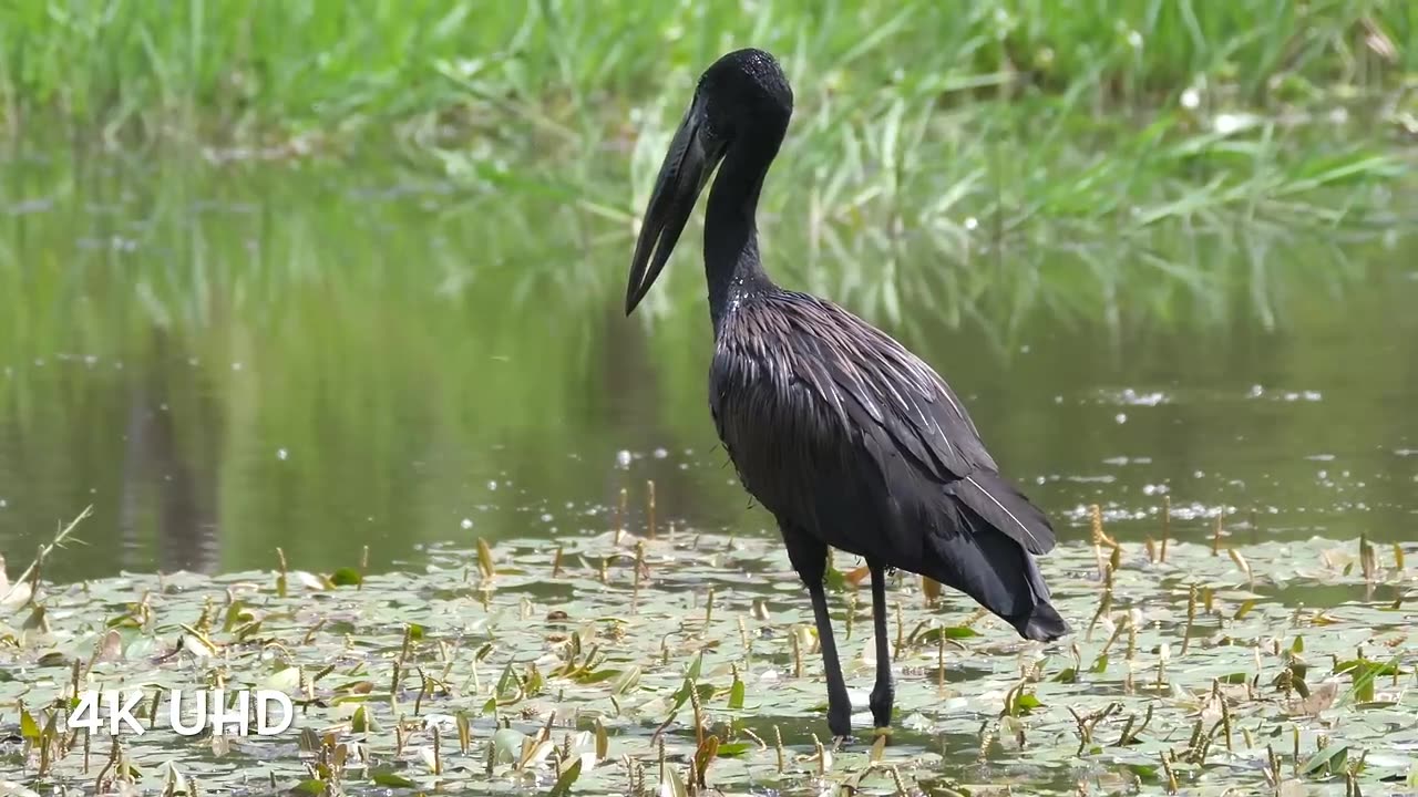 Colorful Birds in 4K- Planet Earth 4K| Beautiful Bird Sounds Nature Relaxation 4K UHD 60 FPS