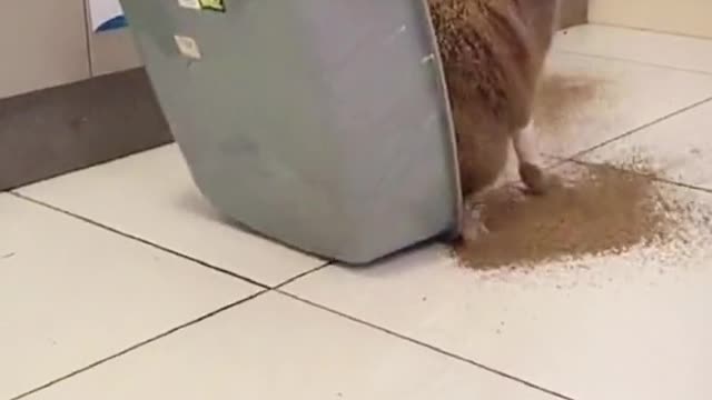 I just want to poo properly 😂🤣 Funny cat