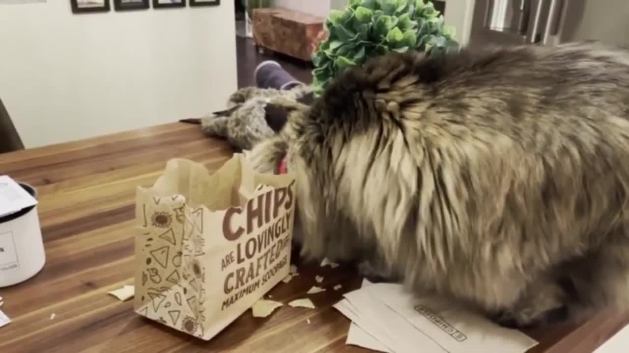 Adorable Cat Won't Give up Chipotle Chips