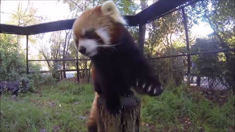 The cutest red panda