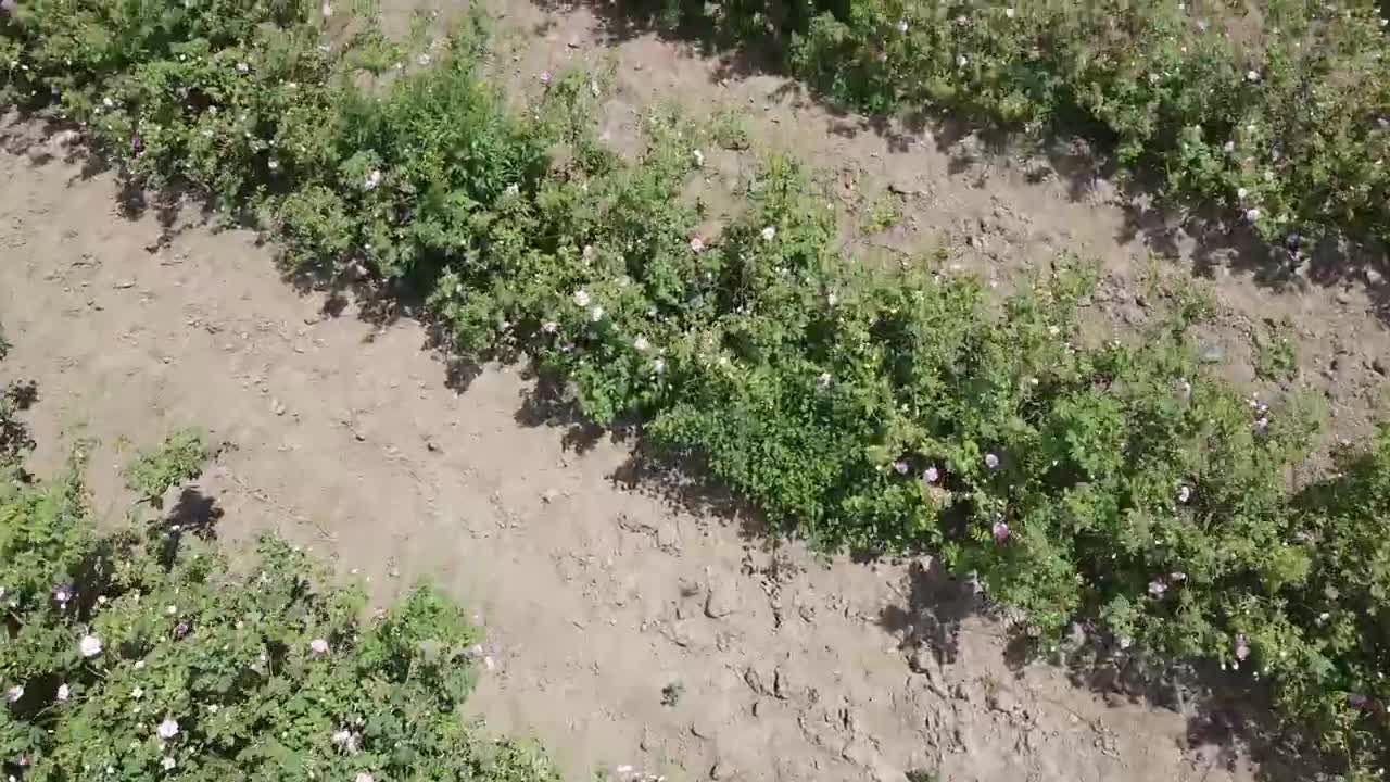 Розобер в Розовата Долина 2020,Казанлък _ Harvesting at Bulgarian rose valley 2020, Kazanlak