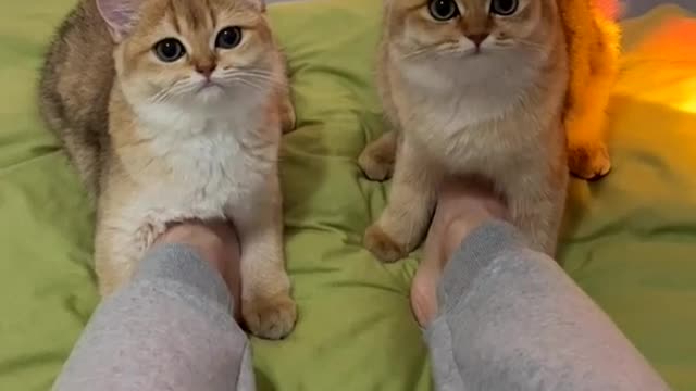Baby Cats - Cute and Funny Cat Videos Compilation #cat #catvideos