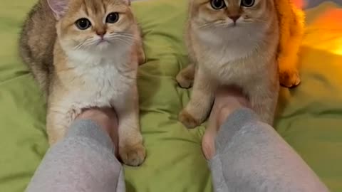 Baby Cats - Cute and Funny Cat Videos Compilation #cat #catvideos