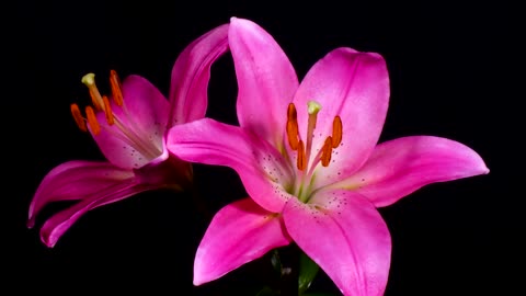 Stunning Time Lapse Video Featuring Blooming Flowers At Their Finest Hour