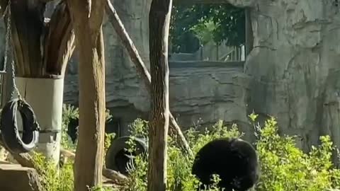 Black bears play well every day