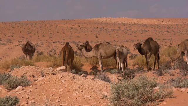 wild camels