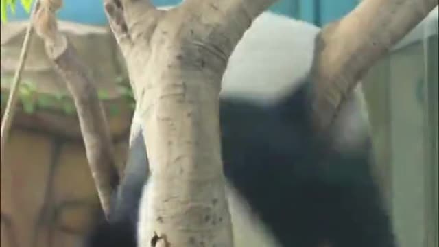 Get out of the way. It's the real kid Panda