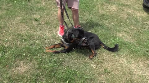 the worst faults in a Rottweiler