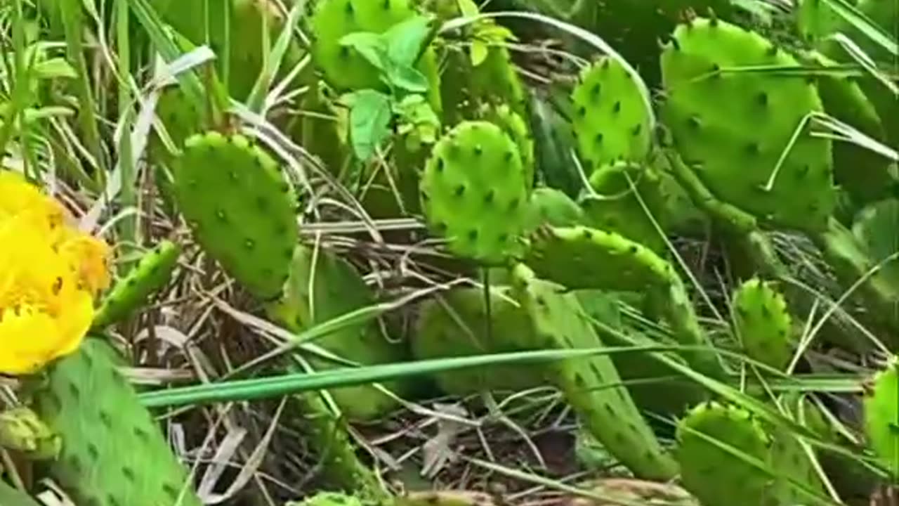 WHO ELSE LOVES PRICKLY PEAR CACTUS?