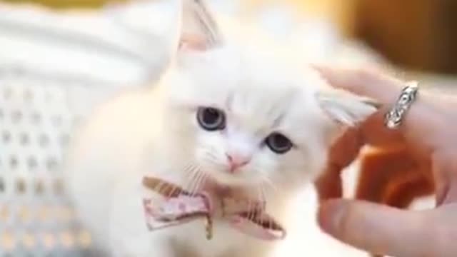 funny cat Bella