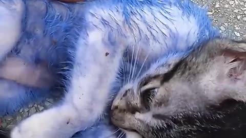 Poor Kitty