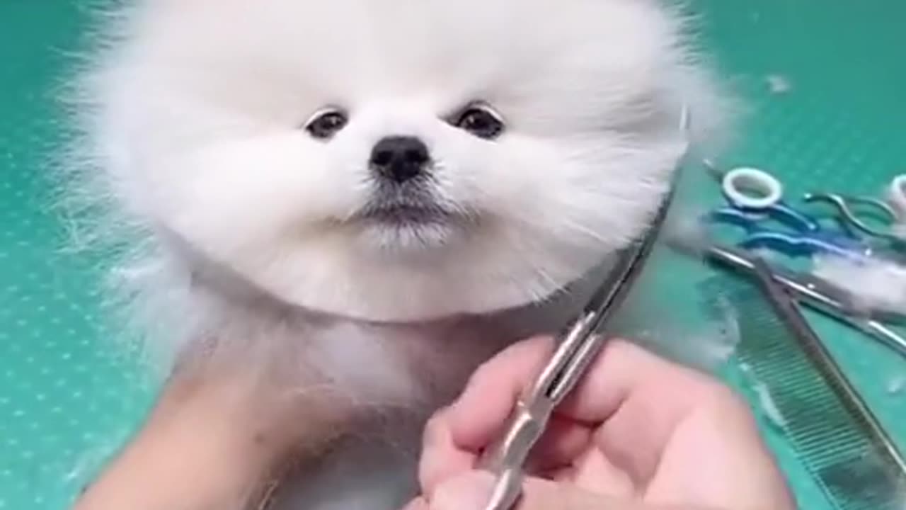 Cute dog hair cut video