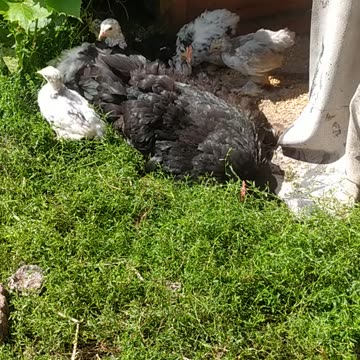 Little chickens with their mother