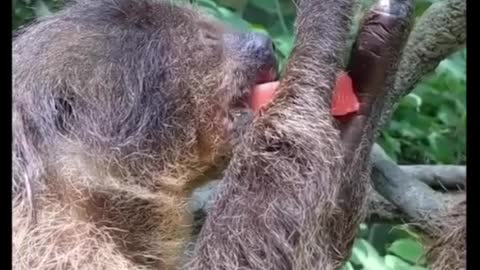 Funny animaux animal