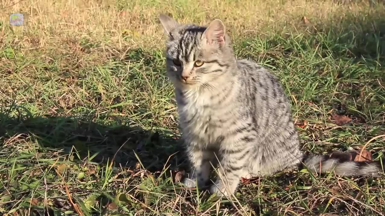 cute cat sound videos