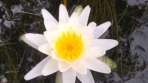 Water Lily