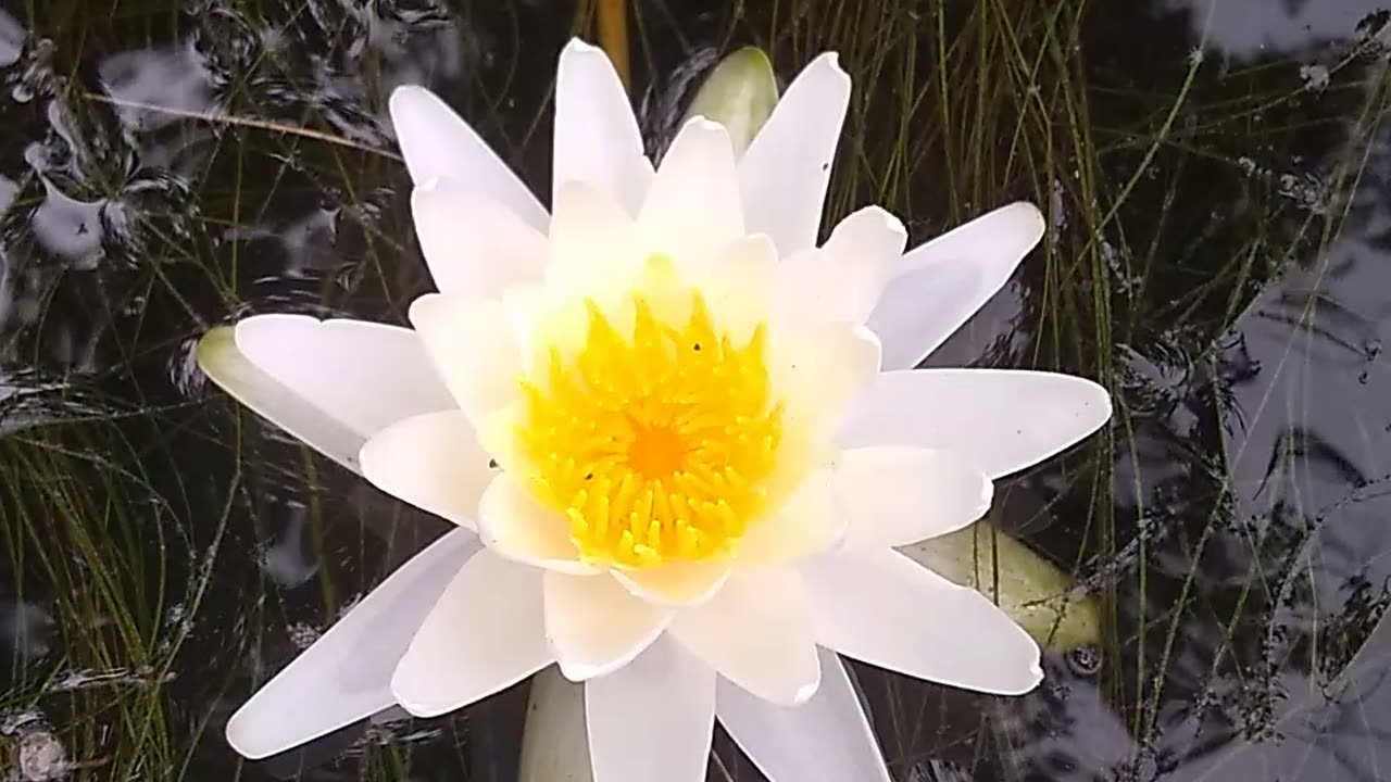 Water Lily