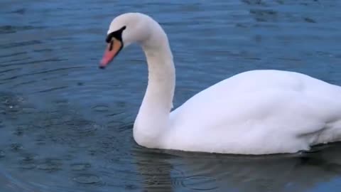 Swans swimming in the lake under a bridge