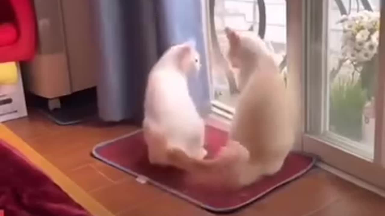 funny cats moment 😺😹😻😼