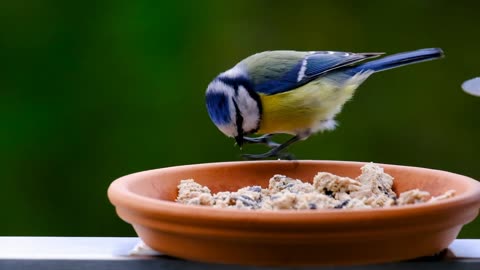 Video of a beautiful bird eating