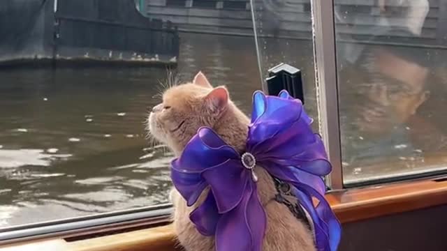 Taking my cats on a boat tour for the first time in Amsterdam
