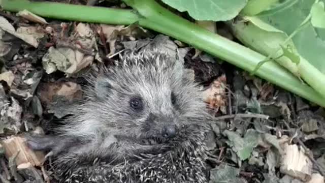 Funny hedgehog