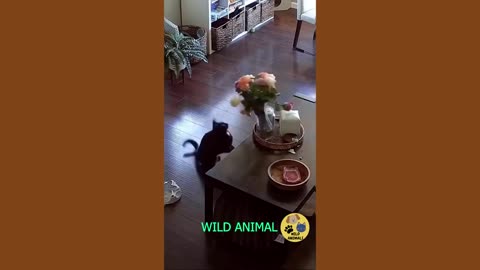 funny animals